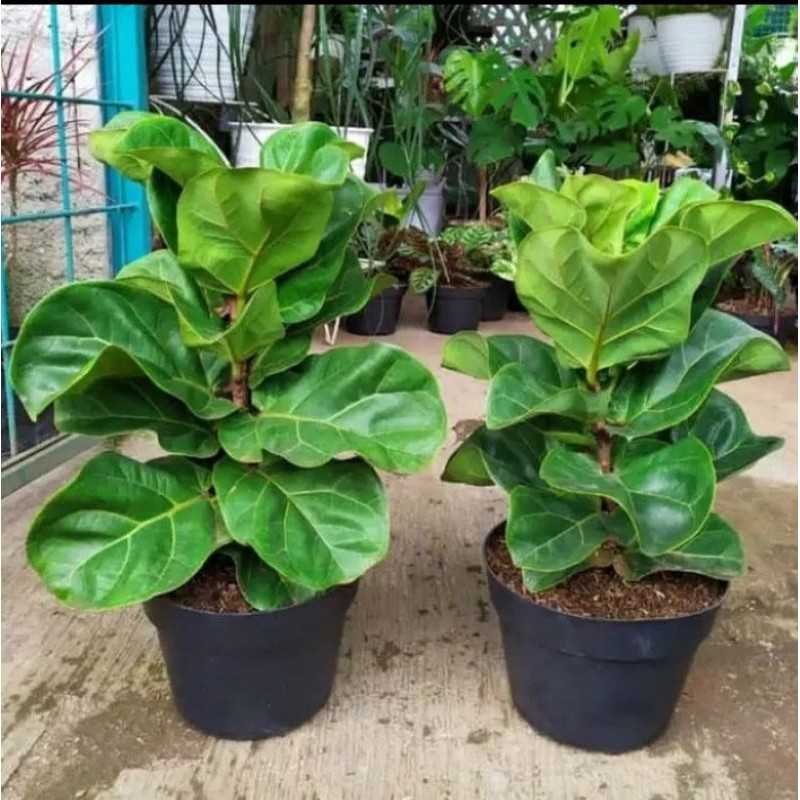 tanaman hias ketapang biola cantik-tanaman ketapang biola-ketapang biola cantik