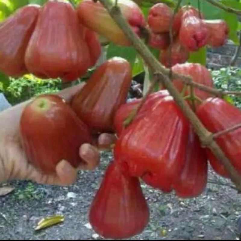 Bibit jambu air cincalo merah