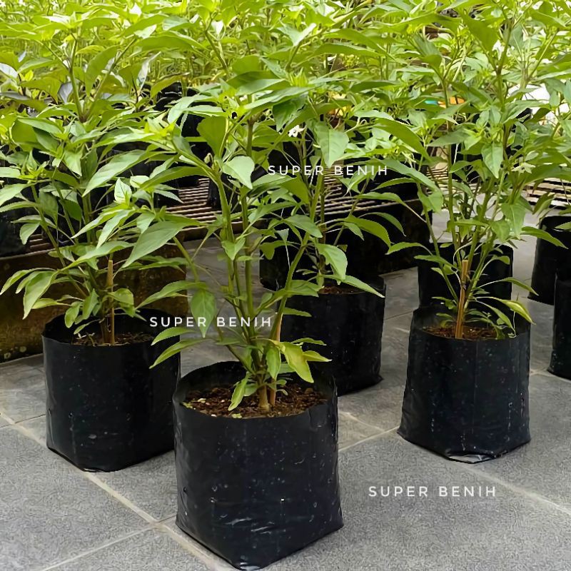 1 Lembar - Polybag 35 x 35 cm untuk tanaman sayuran, tebal dan tahan lama