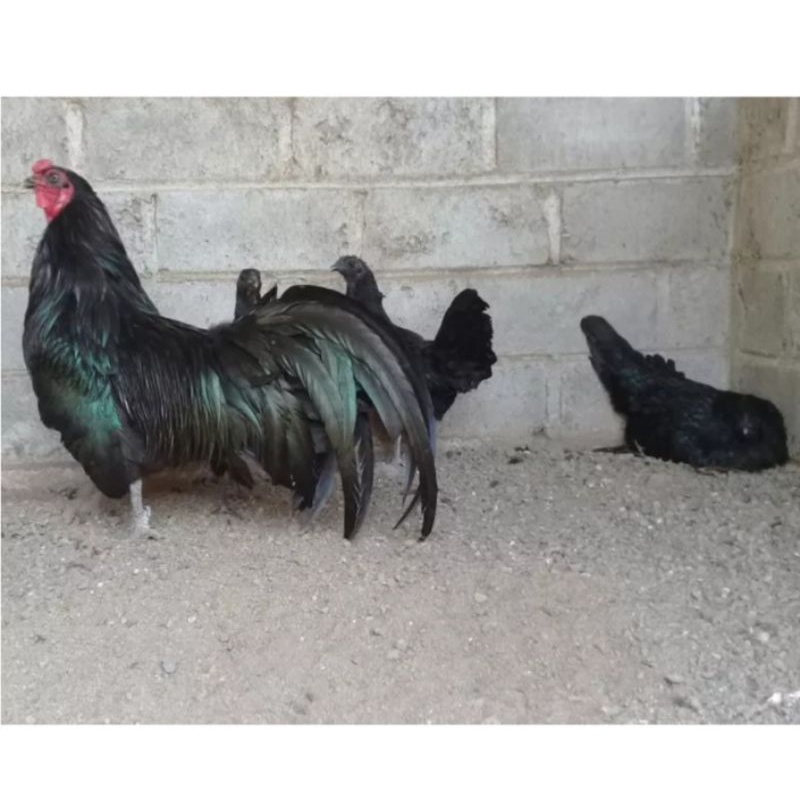 

TELUR AYAM HIAS BLACK SUMANTRA SIAP DI TETASKAN