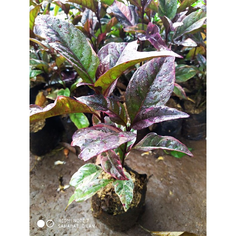 Tanaman melati Jepang merah/Bunga melati merah