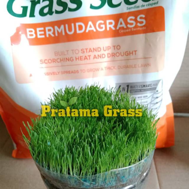 Benih rumput jepang - bibit rumput jepang