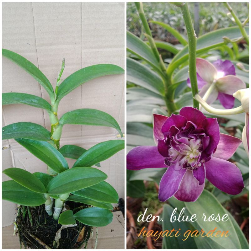 Anggrek Dendrobium Mawar Biru