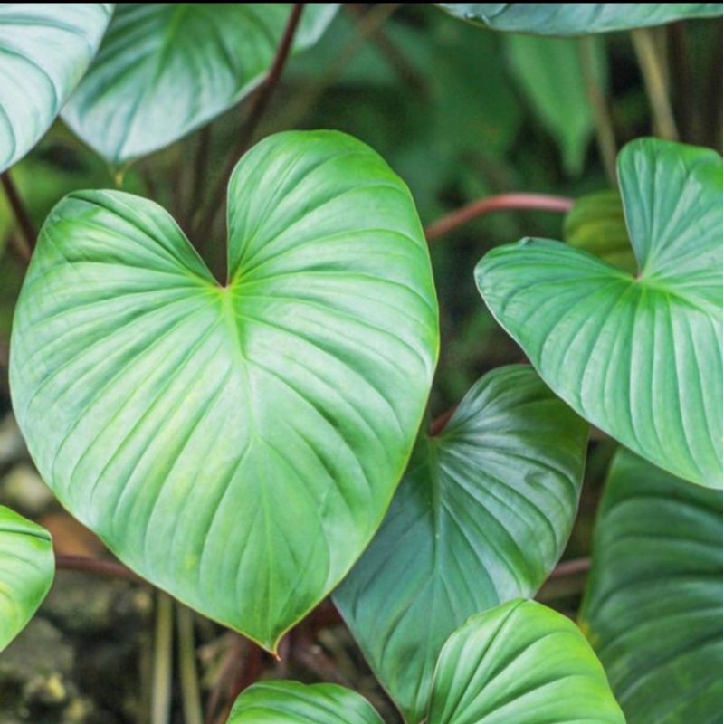 tanaman hias homalomena robuscens - Homalomena Hijau