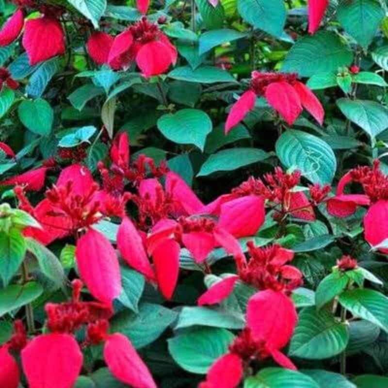 Tanaman hias Nusa indah bunga merah-nusa indah merah