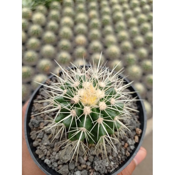 kaktus sukulen ¶ Kaktus Golden barrel Ownroot