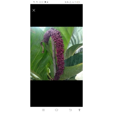 biji antorium jemani mangkok oval