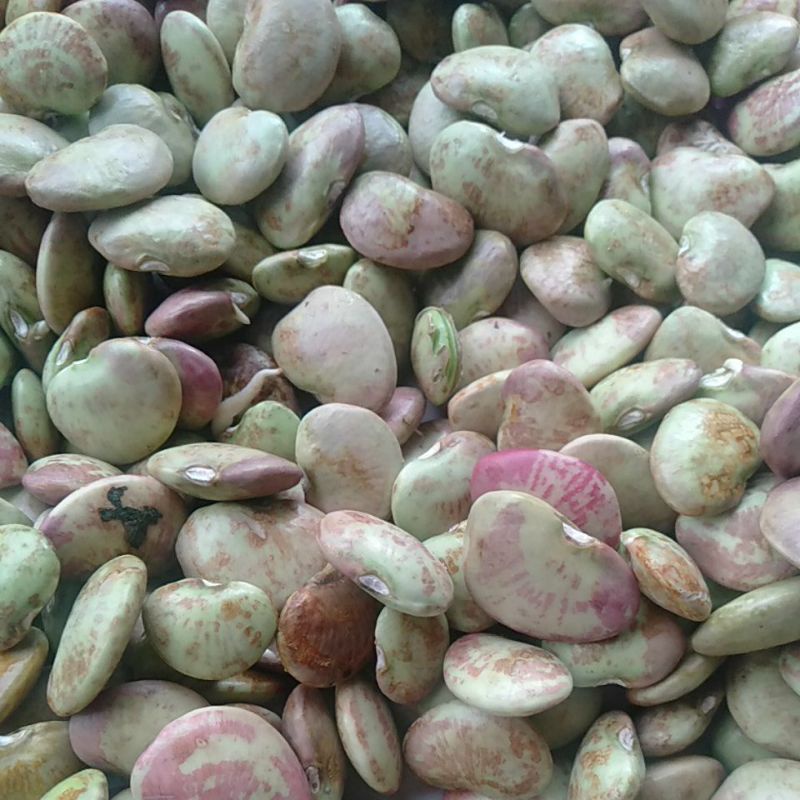 Sayur Kacang Koro bahan masakan