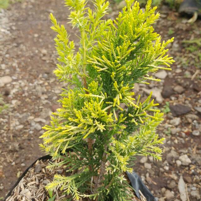 Tanaman cemara golden peking