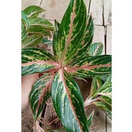 Aglonema BUTTERFLY/ bibit aglonema butterfly remaja/ tanaman aglonema butterfly (INDUKAN)