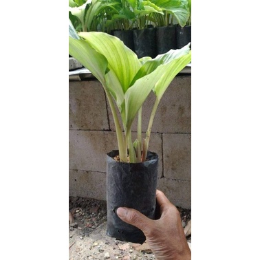 BIBIT KUNYIT HITAM ORIGINAL