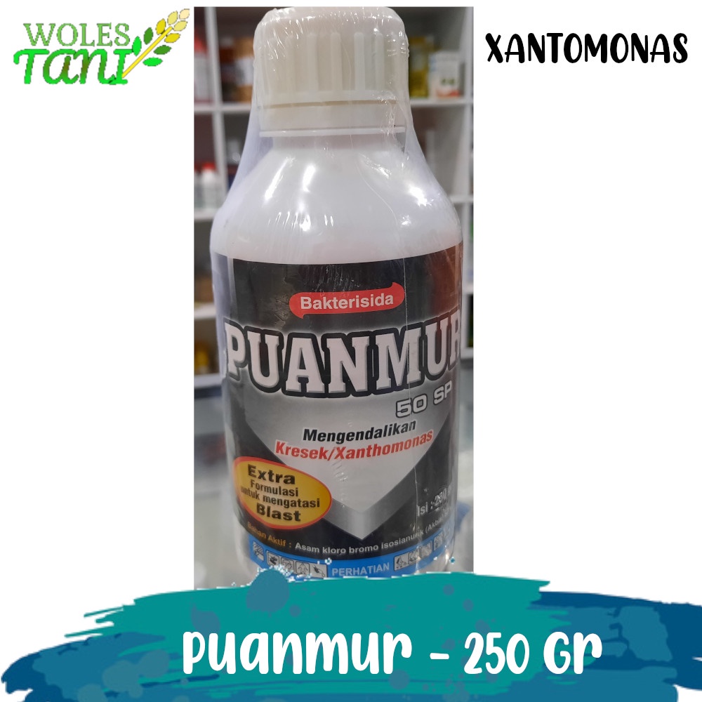 Puanmur 250 Gram Xantomonas Bakterisida dan Fungisida