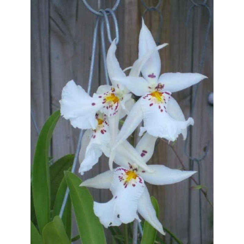 Anggrek oncidium  white fairy