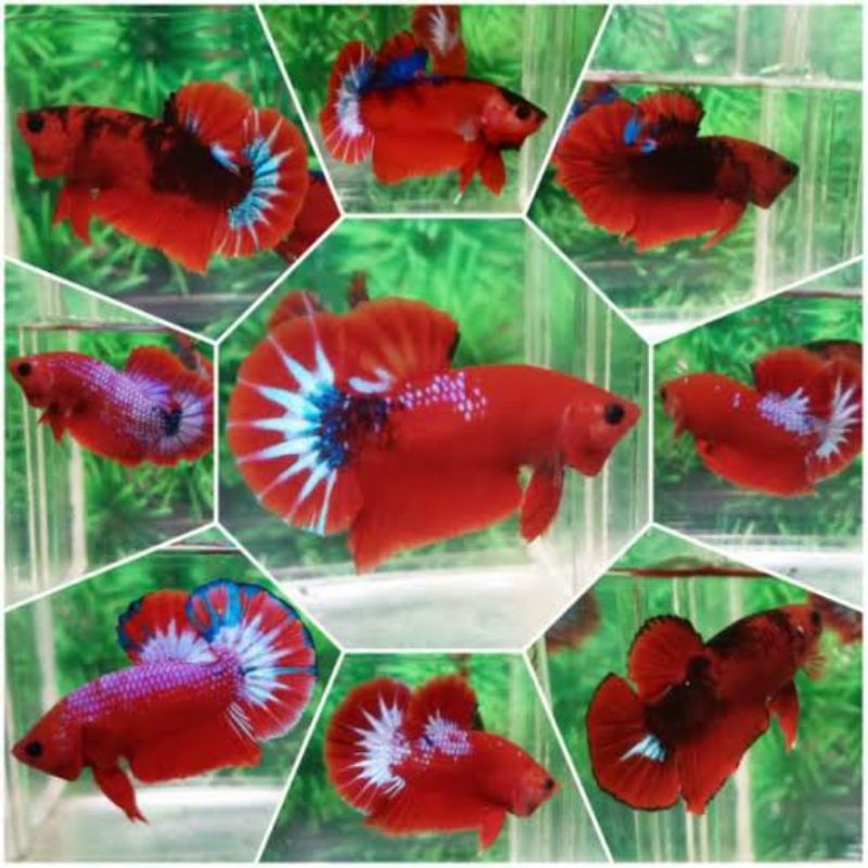 

ikan cupang helboy TOP real pict