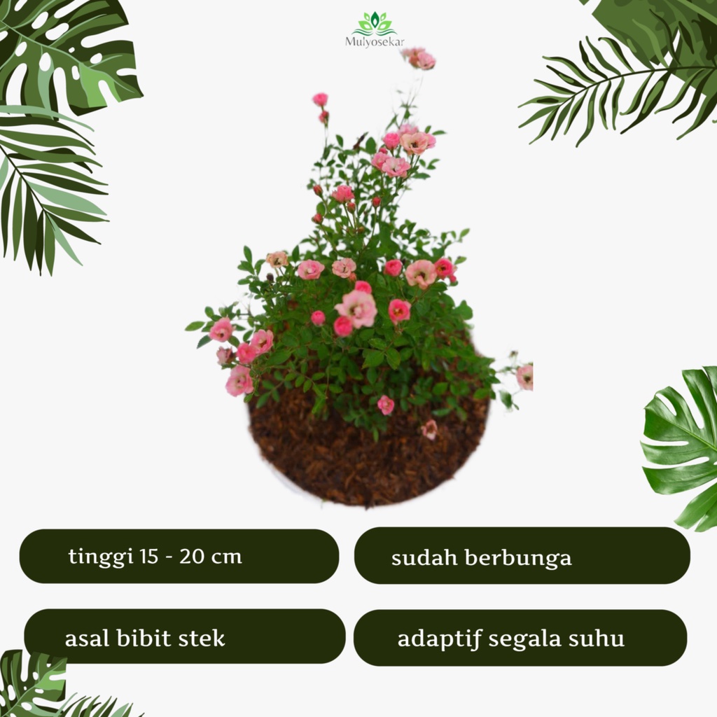 Tanaman Bunga Mawar Baby rose pink Hidup Berbunga - bibit babyrose - Bunga Mawar