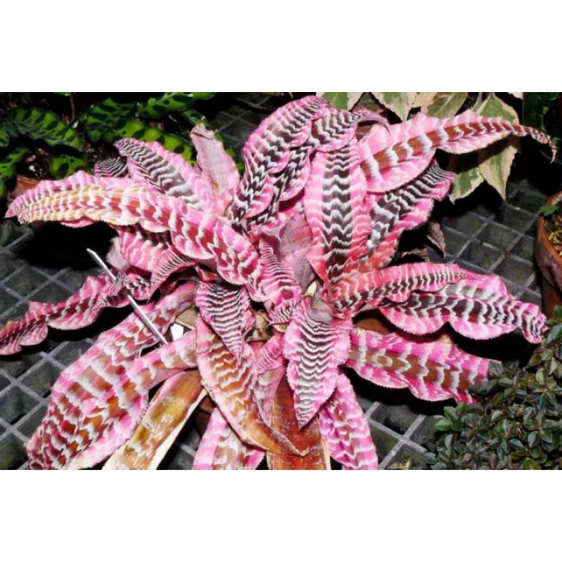 Tanaman Hias Cryptanthus Elaine
