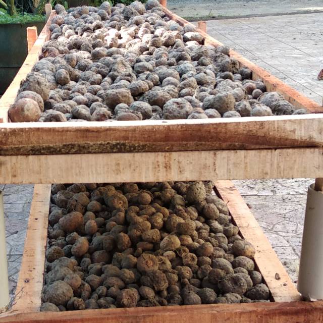 Bibit porang dari umbi