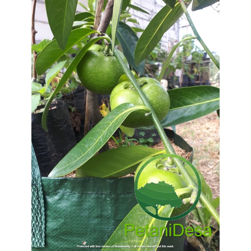 Bibit Buah Black Sapote - Sawo Hitam