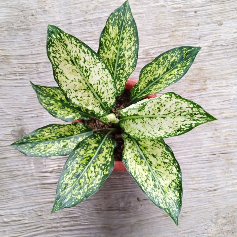 Aglaonema Snow white