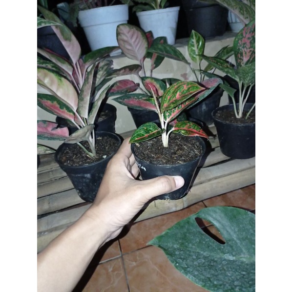 aglaonema reanita a.k.a surya (anak)