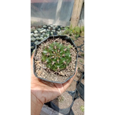 kaktus gymnocalycium mini