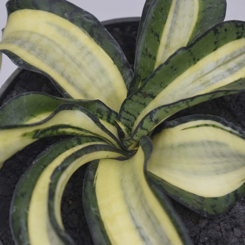 Sansevieria Wendys - Sansevieria Golden Wendys -Lidah Mertua Wendys - Tanaman Penyerap Polutan