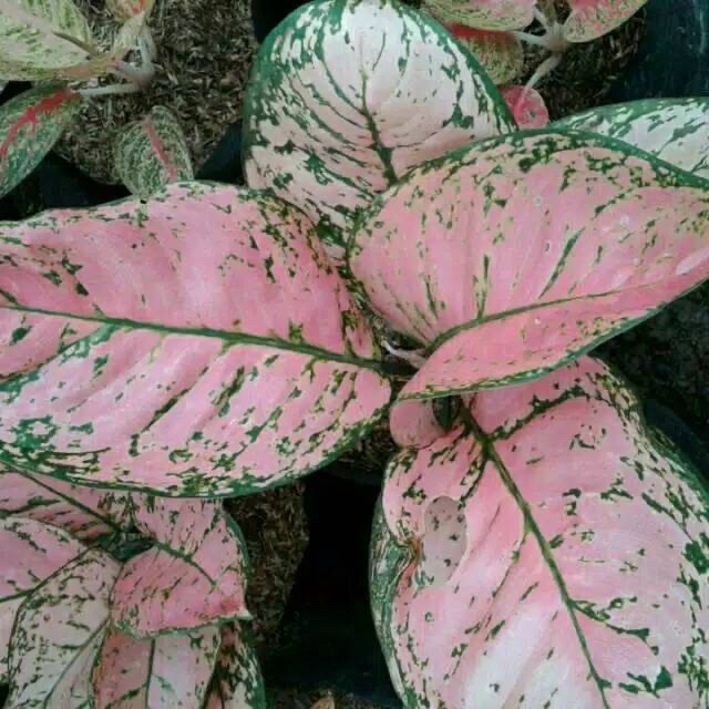 Tanaman hias aglaonema valentine/aglaonema ruby valentine