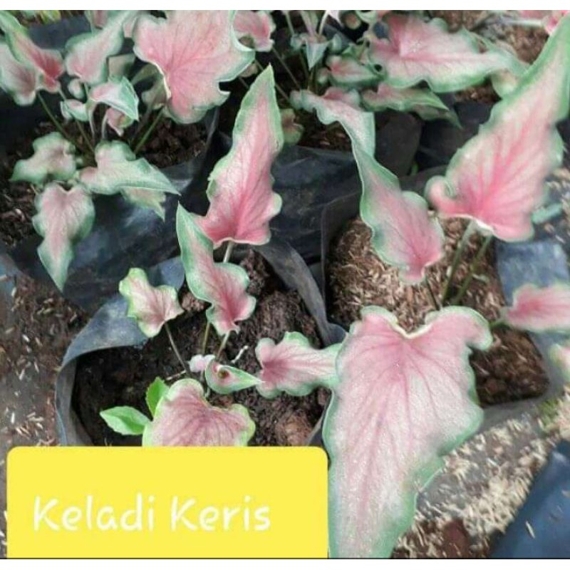 Tanaman Hias Keladi Keris/Bibit Tanaman Keladium Keris Red Bunga