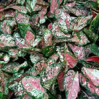 TANAMAN HIAS AGLAONEMA  AGLONEMA  THAILAND JENIS  DUD 3 