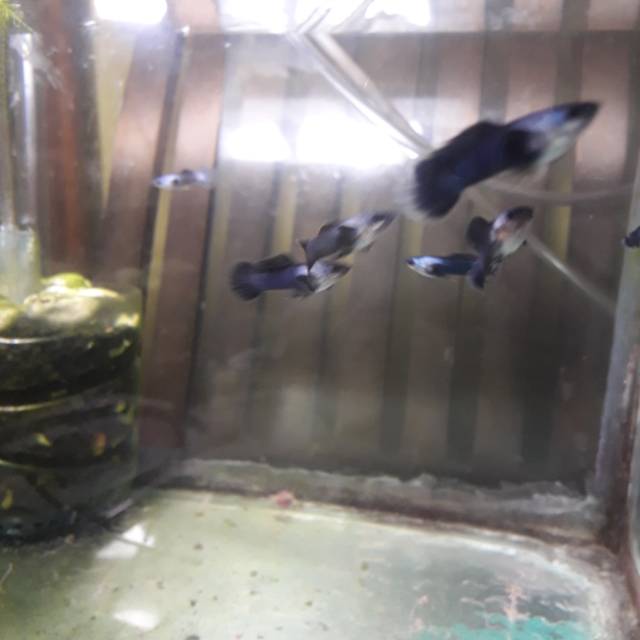 Ikan guppy mini panda