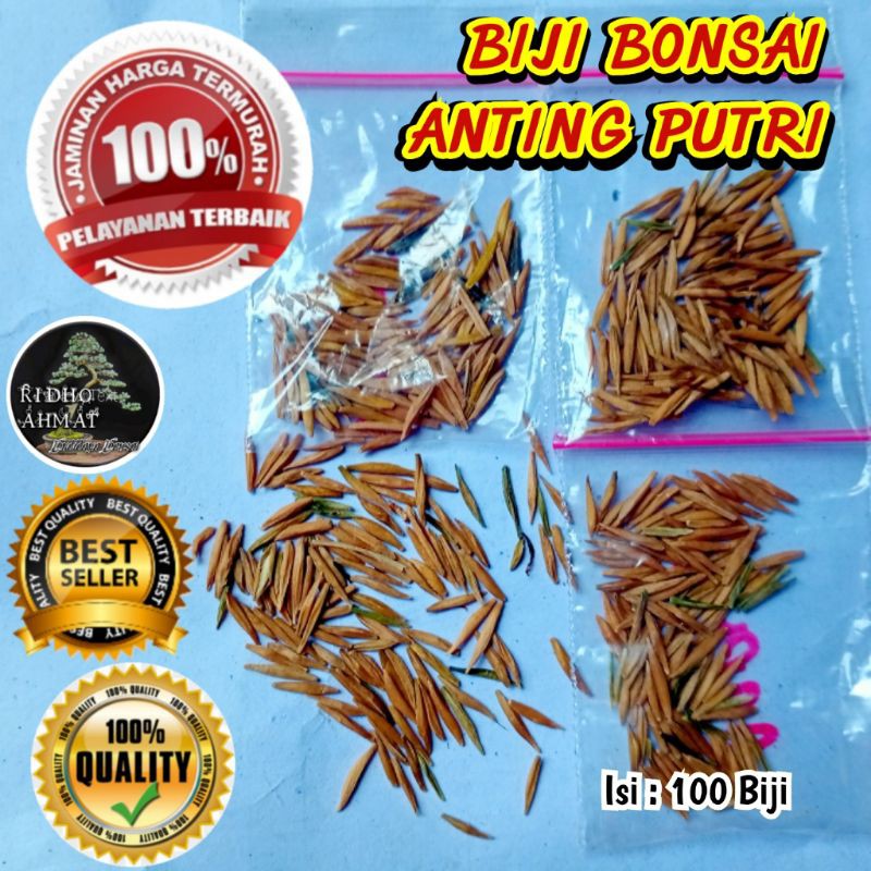 BIJI BONSAI ANTING PUTRI