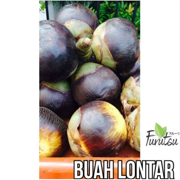 

BUAH LONTAR FRESH ISI 5 || SUDAH DI KUPAS || FRUTZU || READY STOCK