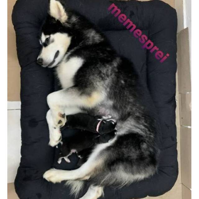 Kasur Anjing XL 80x110cm Dog Bed XL untuk Anjing Besar