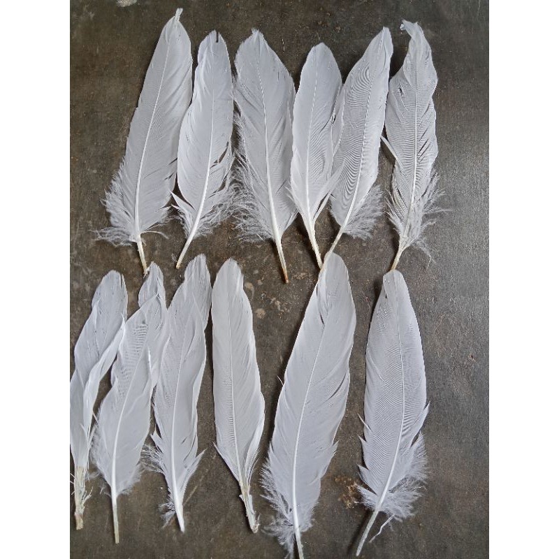 Bulu angsa ceper putih 100 helai