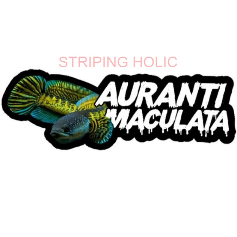 STIKER AURANTI MACULATA