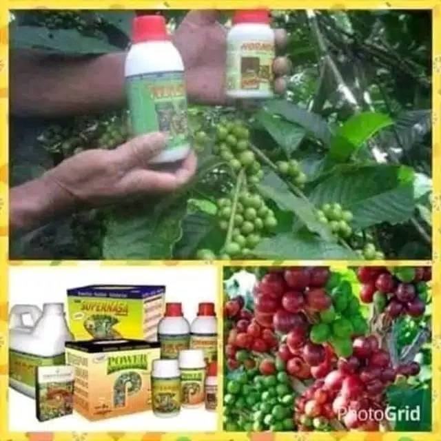 Paket Pupuk Pelebat Perangsang Buah Organik/Powernutrition Hormonik Supernasa