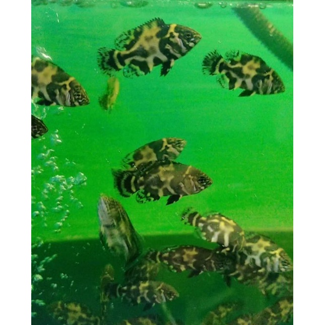 Oscar Tiger hitam 4-5cm