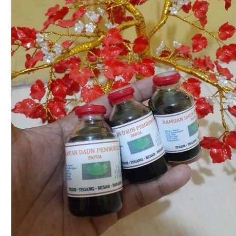herbal daun pembungkus papua