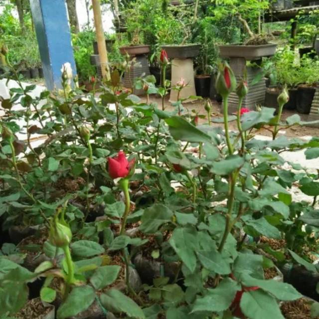 Bibit Tanaman Bunga Mawar Pink Mawar Harum