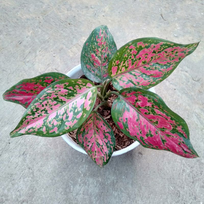 Tanaman hias daun merah pink aglo aglonema dut anjamani difoto