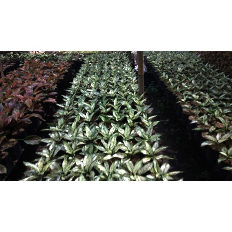 aglonema siam Paragon