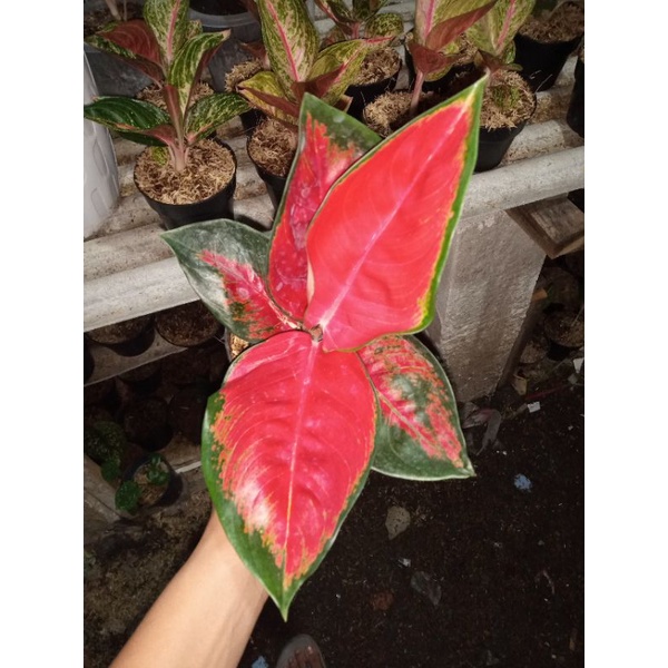 Aglonema Suksom jumbo