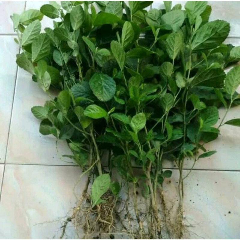 

Daun tanaman sidaguri jantan segar 1kg herbal