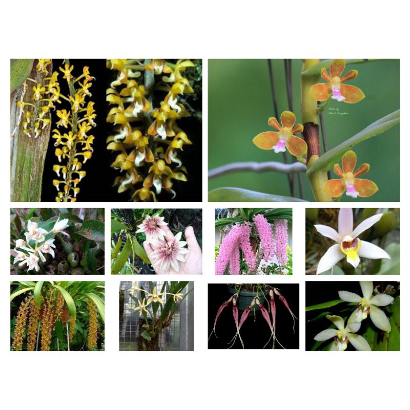 Promo paket hemat/10 jenis anggrek mini spesies