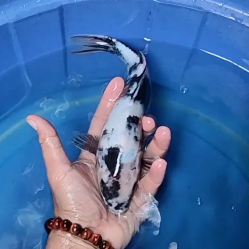 Ikan Koi F1 / Dari Indukan Import / Rumah Koi Jakarta / kode 0013