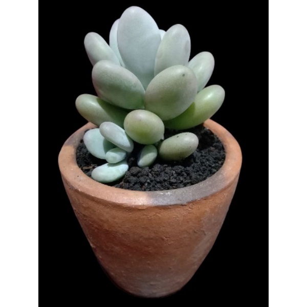 KAKTUS SUKULEN || MOONSTONE