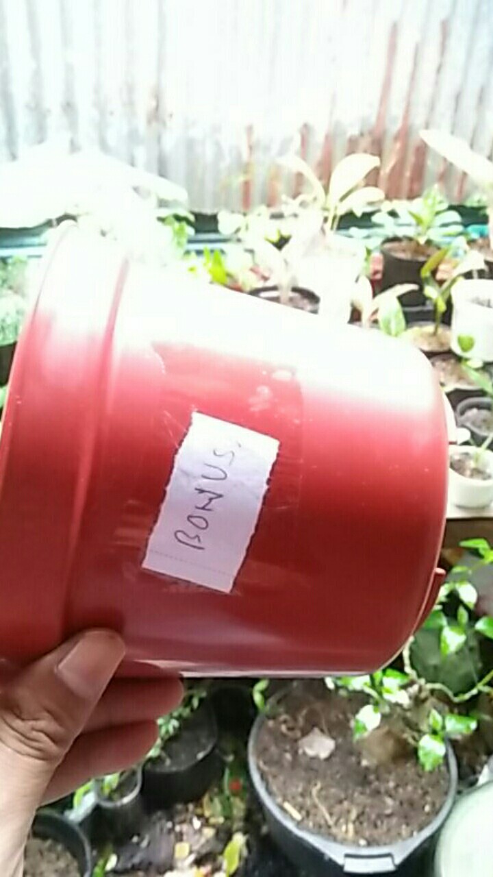 Pot Bunga Tanaman 15 Cm Hitam Merek Made Indonesia Free Bubble Ketentuan Berlaku