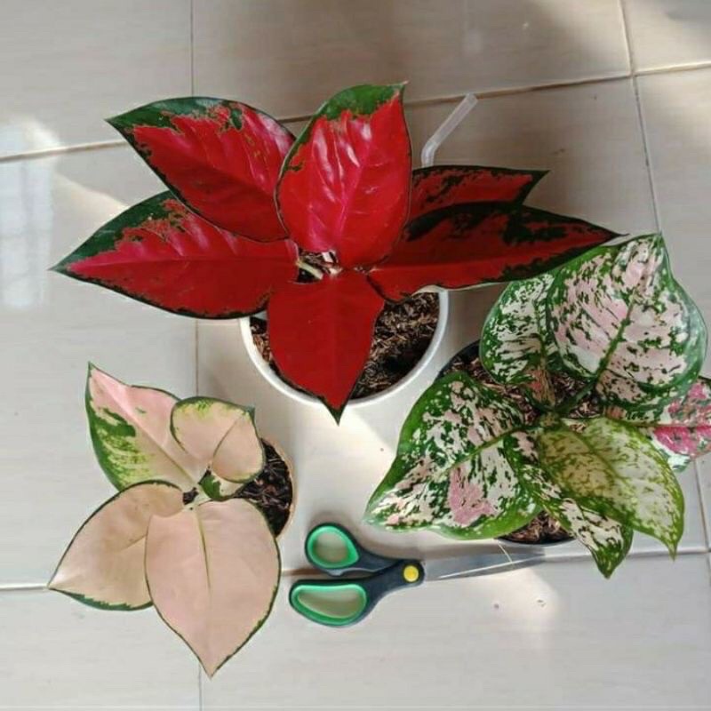 paket 3 aglonema suksom jaipong cantik tricolour khocin sutra anakan baby
