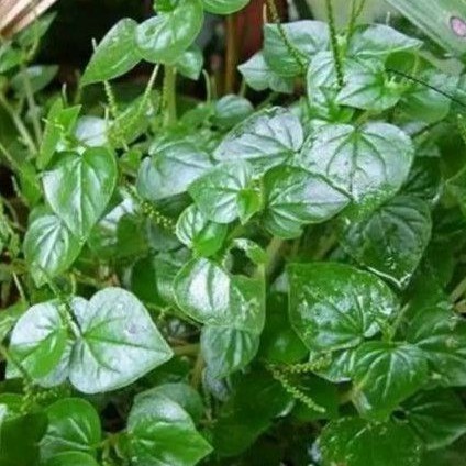 

sirih cina