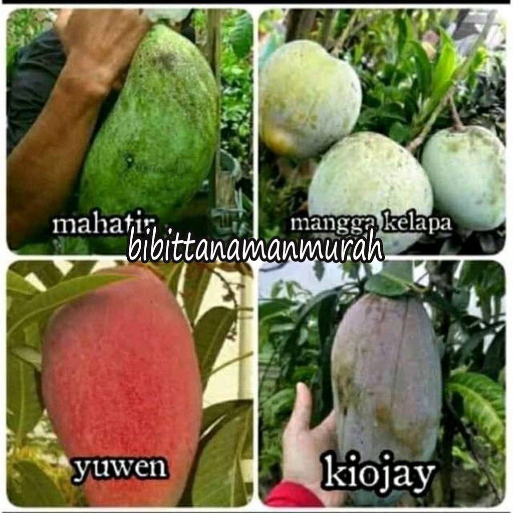 4 paket bibit mangga super